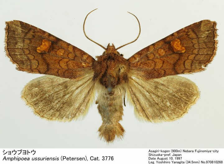 Amphipoea_ussuriensis_97081026